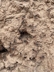 Myrmecocystus placodops