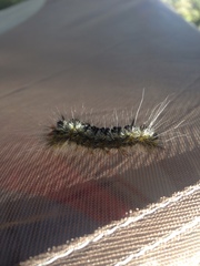 Lophocampa ingens