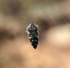 Acmaeodera ornata