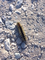 Lophocampa ingens