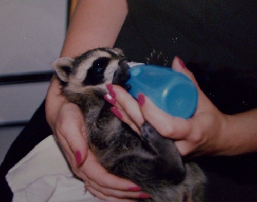Common Raccoon photographed in New Jersey