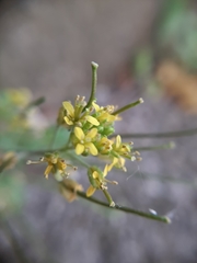 Sisymbrium