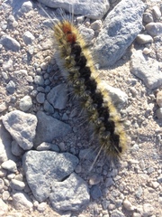 Lophocampa ingens