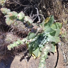 Dudleya pulverulenta