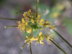 Sisymbrium