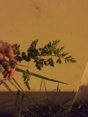 Dactylis glomerata glomerata