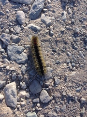 Lophocampa ingens