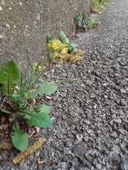 Sisymbrium
