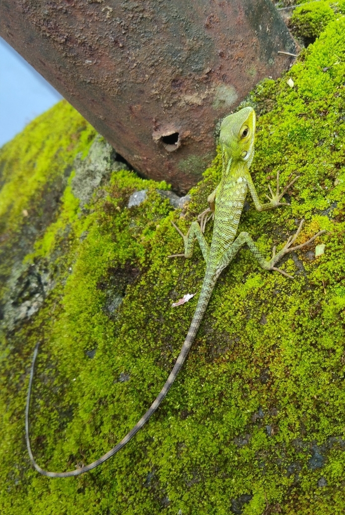 Great Crested Canopy Lizard from Unnamed Road, Sukamajukaler, Kec ...