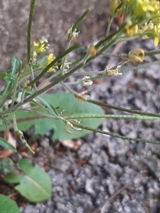 Sisymbrium