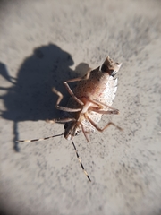 Rhaphigaster nebulosa