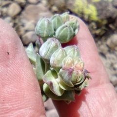 Dudleya pulverulenta