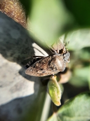 Rhaphigaster nebulosa