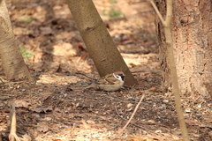 Passer montanus