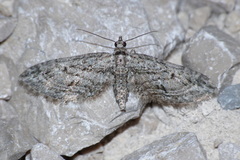 Eupithecia oxycedrata