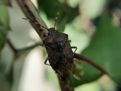 Rhaphigaster nebulosa