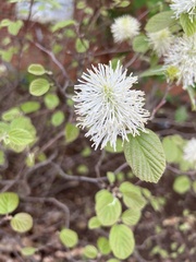 Fothergilla gardenii