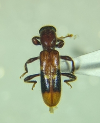 Priocera castanea