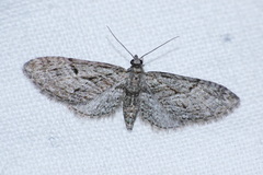 Eupithecia oxycedrata