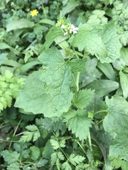Alliaria petiolata