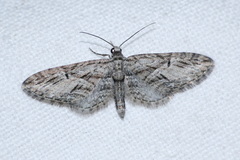 Eupithecia oxycedrata