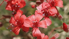 Ipomopsis tenuifolia