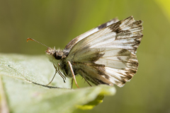 Heliopetes omrina