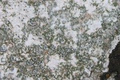 Circinaria caesiocinerea