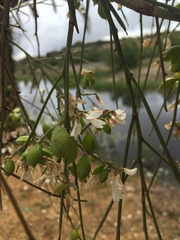 Retama monosperma