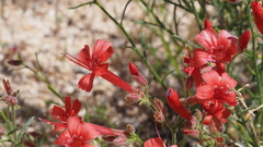 Ipomopsis tenuifolia
