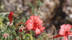 Ipomopsis tenuifolia