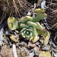 Dudleya pulverulenta