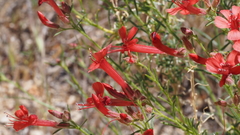 Ipomopsis tenuifolia