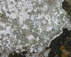 Circinaria caesiocinerea