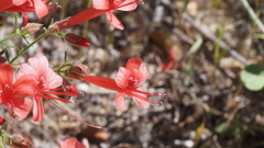 Ipomopsis tenuifolia