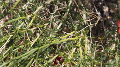 Ipomopsis tenuifolia