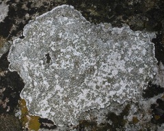 Circinaria caesiocinerea