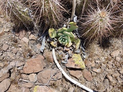 Dudleya pulverulenta