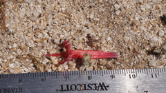 Ipomopsis tenuifolia