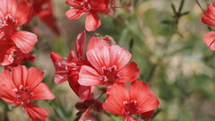Ipomopsis tenuifolia