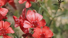 Ipomopsis tenuifolia
