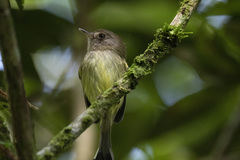 Hemitriccus kaempferi