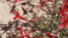 Ipomopsis tenuifolia