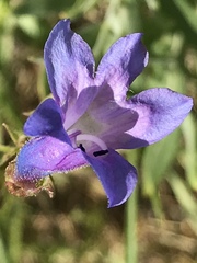 Penstemon humilis