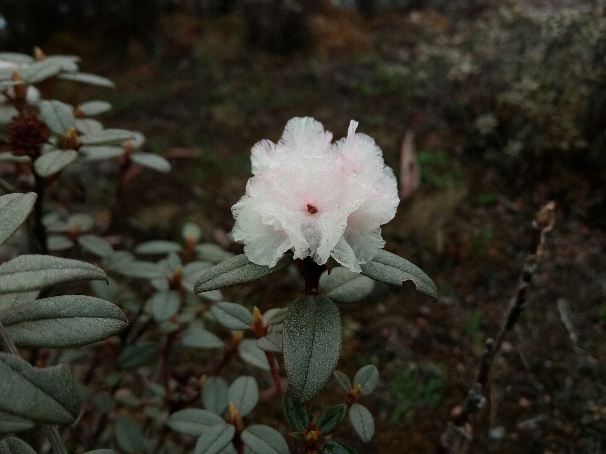 Rhododendron anthopogon  iNaturalist