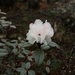 Rhododendron anthopogon - Photo (c) Phuentsho, algunos derechos reservados (CC BY-NC-SA), subido por Phuentsho
