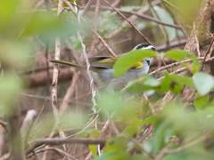 Arremon franciscanus