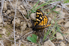 Eurranthis plummistaria