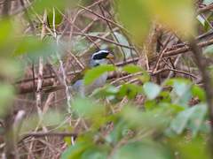 Arremon franciscanus