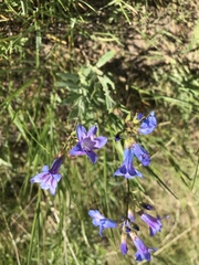 Penstemon humilis